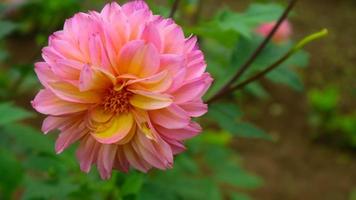 bellissimo e sorprendente giallo rosa dalia pinnata fiori foto