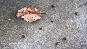 calcestruzzo strada struttura con caduta le foglie foto