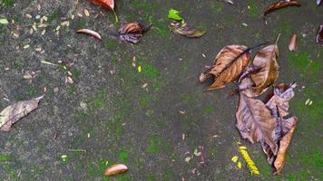 muschioso calcestruzzo strada struttura con secco le foglie foto