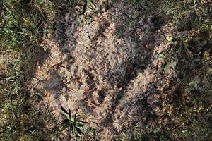 dettagliato vicino su Visualizza su un' Marrone sabbia terra struttura foto