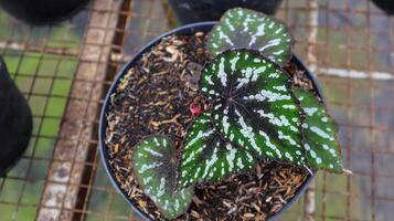 begonia rhizomatous kitkat, il colore di il le foglie è dominato di nero verde e nero argento nel il mezzo di il foglia. foto