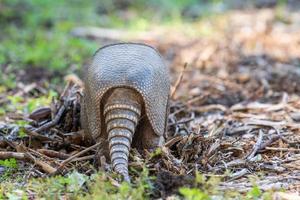 un armadillo foraggiamento per cibo nel il autunno giardino. foto