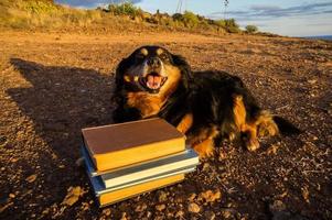 carino cane con libri foto