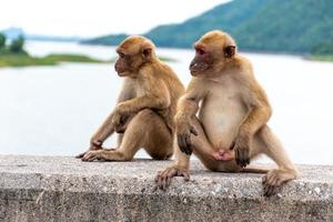ritratto scimmia vite nel un' naturale foresta di Tailandia. foto