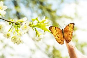 farfalla su mano nel giungla il bellezza di natura foto