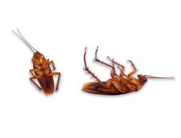 il Marrone morto scarafaggio isolato su bianca sfondo foto