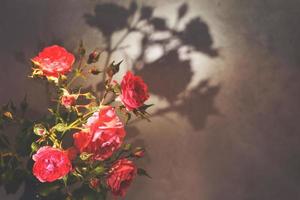 rosso rosa con forte contrasto e acqua gocce su un' grigio sfondo. mazzo di fiori nel un' vaso foto