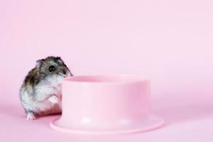 uno djungarian nano criceto è mangiare e seduta su il plastica ciotola su il rosa sfondo. criceto ritratto vicino foto