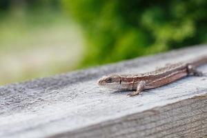 un' Marrone lucertola su un' di legno tavola nel un' estate giardino su un' verde erba sfondo foto