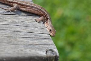 un' Marrone lucertola su un' di legno tavola nel un' estate giardino su un' verde erba sfondo foto