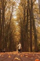 ragazza a piedi nel il parco nel autunno foto