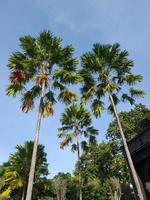 ombreggiato albero nel il città parco foto