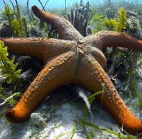 arancia stella marina bugie sotto il in profondità mare. generativo ai. foto