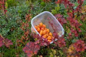 cloudberry nel plastica scatola su colorato le foglie sfondo nel montagne vicino hemsedal buskerud norvegese, scandinavo natura, all'aperto bellezza, vegetariano dolce, norvegese selvaggio bacca autunno raccogliere foto