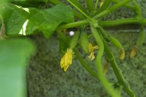 fiori e viticci di cetrioli in crescita nel un' serra foto