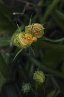 giallo zucchine fiore su un' stelo tra le foglie e erba nel il giardino foto