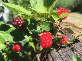 mora è fruttuoso nel mio giardino. il tiro era prese su un' soleggiato inverno giorno. foto