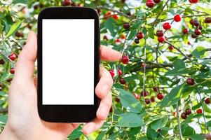 smartphone e albero con maturo ciliegia foto