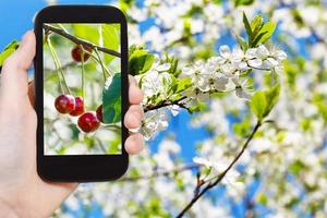 immagine di maturo ciliegia su ramoscello con bianca fiori foto