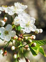 bianca fiori di fioritura ciliegia vicino u foto