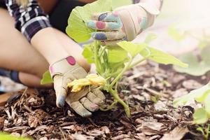 adulto donna raccolta verdure a partire dal giardino foto