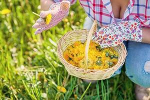 cestino di fresco giallo naturale dente di leone erba foto