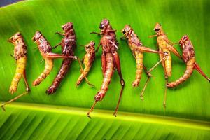 fritte cavalletta o belalang goreng è tradizionale cibo a partire dal sud-est Asia, servito con Sambal, cipolla, aglio, chili su legna sfondo foto