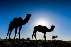 cammelli in marocco foto