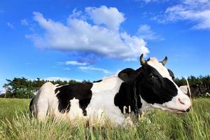 mucca su il campo foto