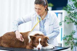 Marrone confine collie cane durante visitare nel veterinario foto