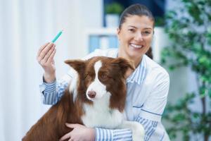 Marrone confine collie cane durante visitare nel veterinario foto