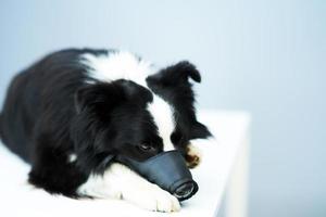 triste confine collie cane con museruola su nel veterinario clinica foto