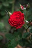 bellissimo fioritura fiore rosa fiore vicino su foto