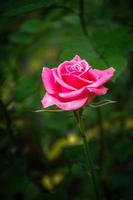 bellissimo fioritura fiore rosa fiore vicino su foto