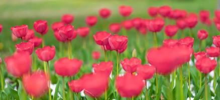 avvicinamento di rosa tulipani nel un' campo di rosa tulipani su sfocato bokeh sfondo. artistico natura scenario, morbido e luminosa fiore campo. bellissimo fioritura primavera e estate fiori, astratto floreale foto