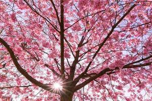 primavera sfondo. bellissimo floreale primavera natura scena, sole raggi al di sopra di ciliegia fiori. soleggiato primavera tempo metereologico meraviglioso albero, travi di luce, fiori fioritura macro con morbido messa a fuoco su dolce leggero blu foto