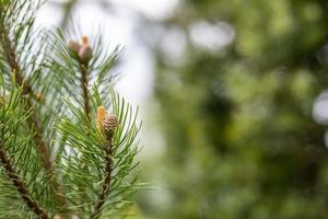 verde pino rami, avvicinamento di sempreverde albero. conifero ornamentale impianti con verde aghi. foto