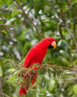 rosso ara uccelli foto