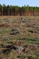 albero monconi devastazione foto