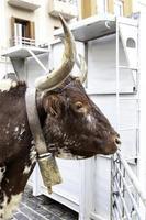 mucche su un' azienda agricola foto