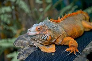 un arancia iguana in piedi su un animale mostrare palcoscenico a il zoo. foto