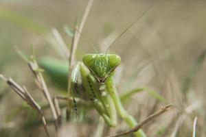 macrofotografia di verde preghiere mantide mantodea dittotteri strisciando su verde erba guardare a telecamera . foto