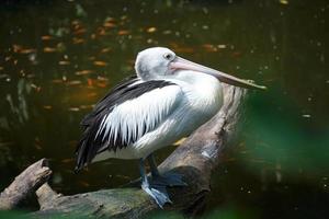 un' australiano pellicano pelecanus conspicillatus è in piedi su un' caduto albero nel un' fiume per a caccia pesce. foto