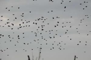 centinaia di uccelli volante senza meta nel il autunno foto