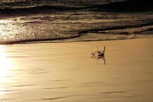 solitario, poco affollato spiaggia con calma mare e piccolo onde foto