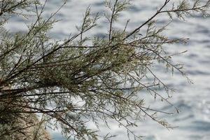 secco fiori e mediterraneo le foglie con marino sfondo foto