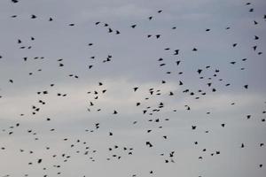 centinaia di uccelli volante senza meta nel il autunno foto