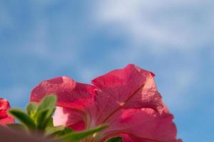 petunia fiori contro il cielo. foto sotto. copia spazio