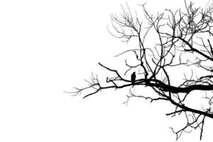 nero uccello corvo silhouette su spoglio ramo su bianca tagliare su isolato sfondo. copia spazio foto