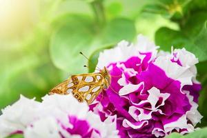 a strisce gialle gigante coda di rondine farfalla nel rosa petunie e verde le foglie. estate, molla, fiori. copia spazio foto